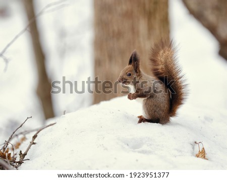 one squirrel in winter hokkaido