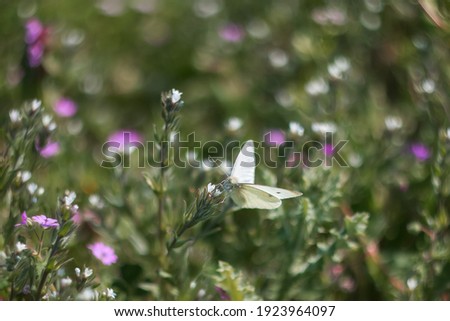 Blurred background with wildflowers. Under-focused. Beautiful spring background. A white butterfly sits on a flower.
