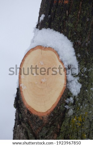 Close up photo of a tree that has had its branch removed. The stump is snow covered.