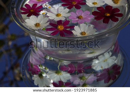 Beautiful purple Cosmos flower . Violet flowers pictures. Garden cosmos or Mexican aster. Cosmos flowers background. Cosmos Bipinnatus. Banner Autumn 
flowers of different colors. Colorful Chamomile 