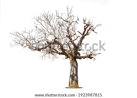 Dead tree isolated on a white background, clipping  path. Royalty-Free Stock Photo #1923987815