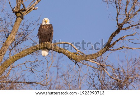 Bald Eagle sitting in a tree