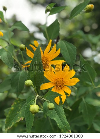 photograpy of sunflower in the summer look very beautiful plant. good for insipiration to maintain it at home, etc Royalty-Free Stock Photo #1924001300