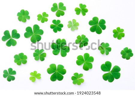 green clover leaf isolated on white background , top view , flat lay.