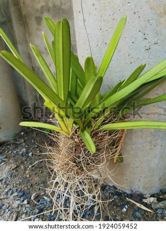 root orchids growing picture, nature
