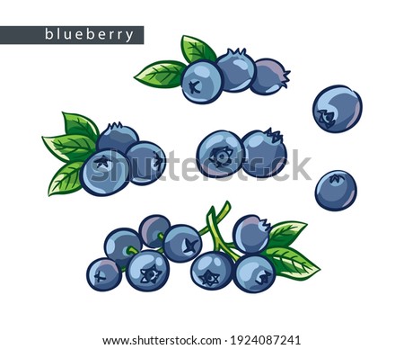 sketch blue blueberries: set of six drawings Royalty-Free Stock Photo #1924087241