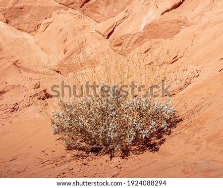 Brittlebush (Encelia farinosa) in its winter condition topped with dried flowering stalks from the previous year. Royalty-Free Stock Photo #1924088294