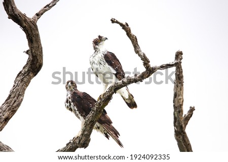 Couple of African hawk-eagles hunting from a dead tree with a high key background, Kruger National Park, South Africa