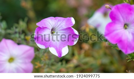 Pink flowers in nature as a background. Close-up
