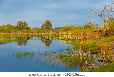 Swamp in the forest. Boggy lake. The sun rises. Sunsets. Over the forest. an area of low-lying, uncultivated ground where water collects; a bog or marsh.