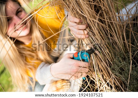 Young blonde woman cutting back Zebra grass (Miscanthus sinensis zebrinus), or porcupine grass in the garden