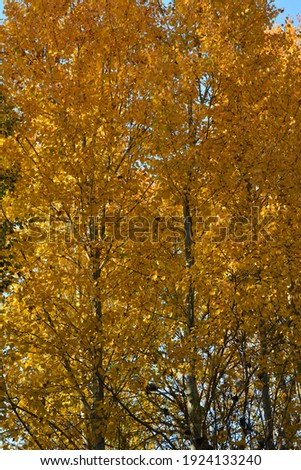 Yellow foliage of aspen trees in autumn forest