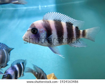 African Cichlids wild caught fresh water fishes