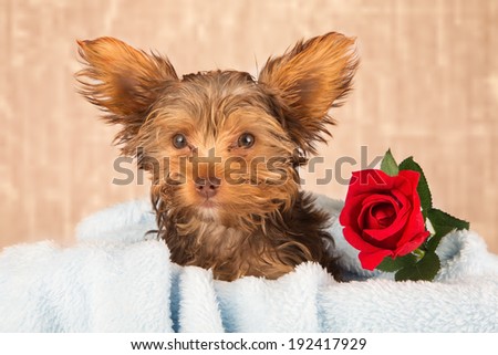 Tired cute little Yorkshire terrier resting on a soft blue bed with red flower