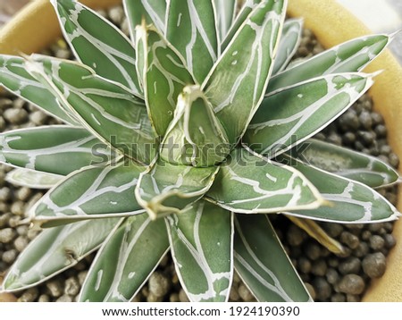 Photo of Cactus : agave victorai,agave cactus, abstract natural pattern background.