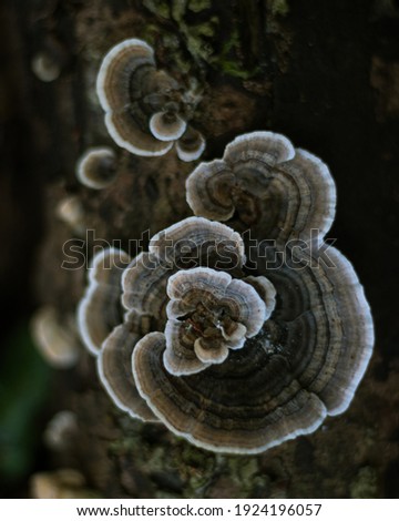 Mushrooms s shape close up