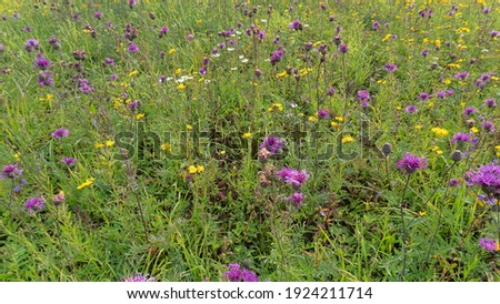 Abandoned field are heavily overgrown with weeds. Per contra it's a beautiful picture mass flowering of wildflowers. Canada thistle (Sonchus arvensis), Bachelor's-button (Centaurea cyanus) dominance