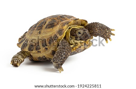 land turtle isolated on a white background Royalty-Free Stock Photo #1924225811