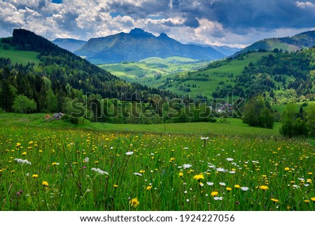 Spring landscape with flowering meadow and high hills. Mala Fatra, Zazriva, Slovakia. 