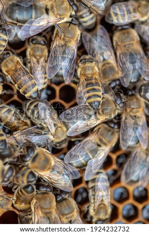 Drones on a wax frame surrounded by bee colonies. Beekeeping. Growing drones to select sperm. Artificial insemination of the queen bee with sperm of donor's drone