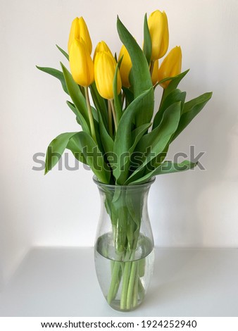 Bouquets of fresh yellow garden tulips with green leaves in decorative glass vase isolated on white background