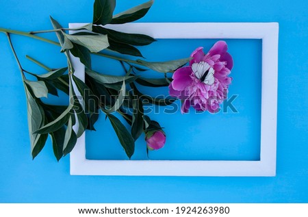 peony flower, red peonies, white frame, postcard, butterfly, blue background, garden flower peony on a blue background
