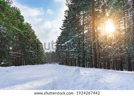 Scenic winter forest. Trees covered with a snow at sunny day.