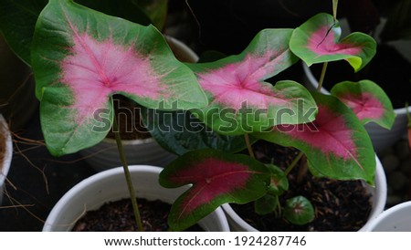 Pink caladium is an ornamental plant native to the South American continent with a unique pink color. The center of the leaves is pink, with a shape similar to love.