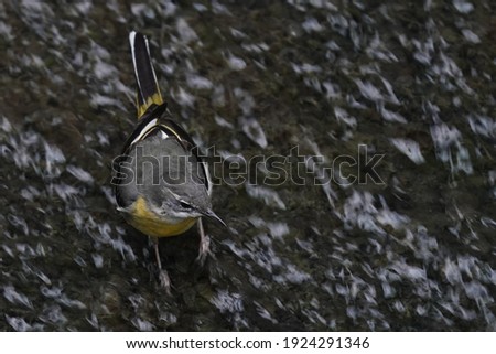 gray wagtail is in the water