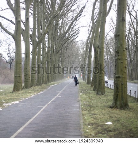 A lonely person that walks through a foggy aley of large trees. Walking excercise in a cold season. Stock photography.