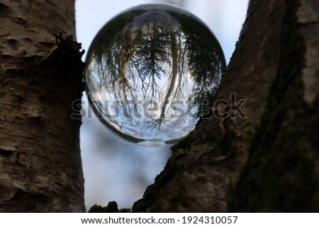 Tree using a glass ball