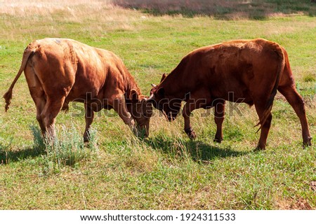 Young bulls butt each other. Educational games for young bulls. Royalty-Free Stock Photo #1924311533