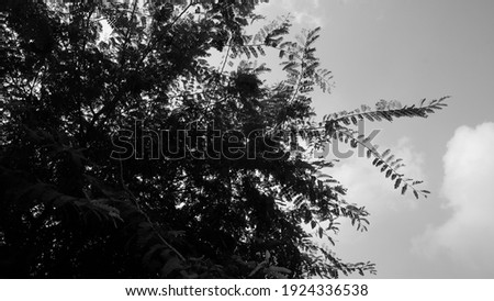 leaf tree sky cloud thai black