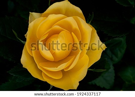 A Beautiful Open Yellow Rose