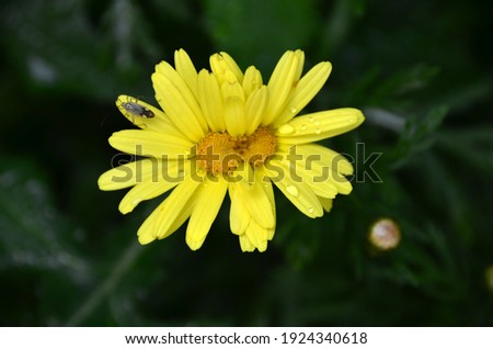 Insect on yellow daisy. Yellow daisy got wet by rain drops.
