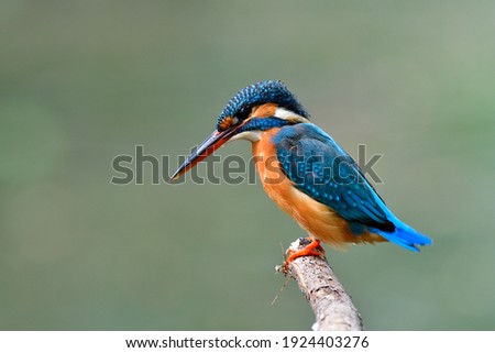 Blue bird with black and red beaks ready to jump in to water for fishing in early morning, common kingfisher (Alcedo atthis) Royalty-Free Stock Photo #1924403276