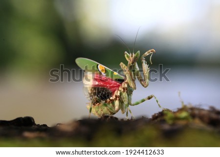 Flower mantis ,Fly strongly on long wings. Eye spots on fore wings, varying colors. Dramatic display of bright hind wings is flashed to startle predators. 