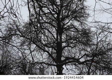 Winter series of pictures beautiful black tree branches with snow