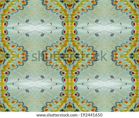 Beautiful Green and spots pattern background texture made from Jewell Nawab butterfly wings