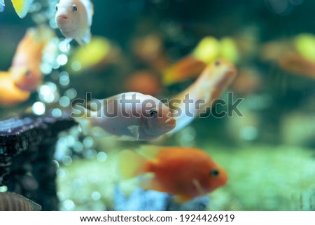 Goldfish in the aquarium. Air bubbles in the background. Selective focus