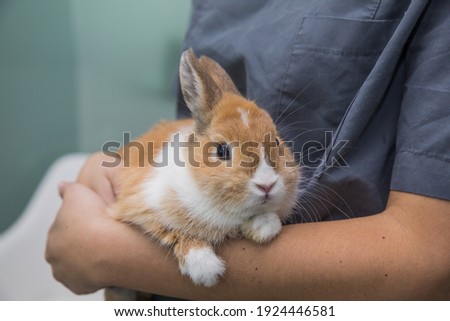 veterinary holding a rabbit and preparing it to cure it