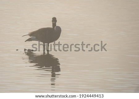 A silhouette on a foggy lake on an autumn morning.