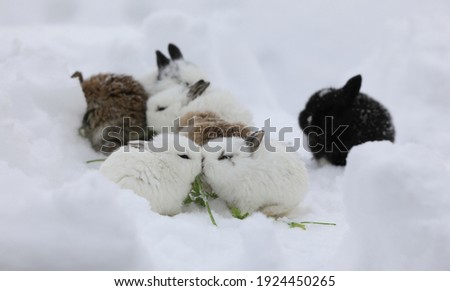 bunnies kissing in the snow