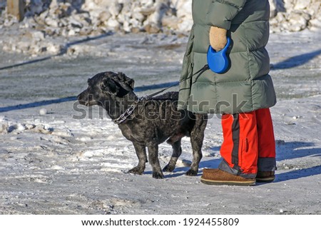 A dog and its owner are waiting for a traffic light permit sign on a sunny winter day
