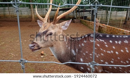 male roe deer horn in zoo park photo image picture 