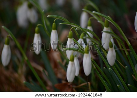 A sing of spring. Collection of February fair-maids photos from Austria Royalty-Free Stock Photo #1924461848