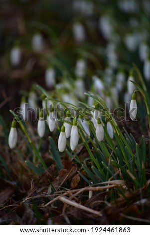 A sing of spring. Collection of February fair-maids photos from Austria Royalty-Free Stock Photo #1924461863