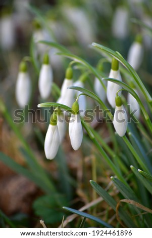 A sing of spring. Collection of February fair-maids photos from Austria Royalty-Free Stock Photo #1924461896
