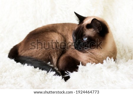 Thai Siamese point cat, with blue eyes, lying on the couch. Royalty-Free Stock Photo #1924464773