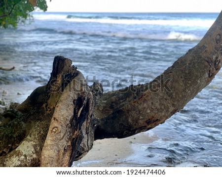 Texture of tree trunks by the beach